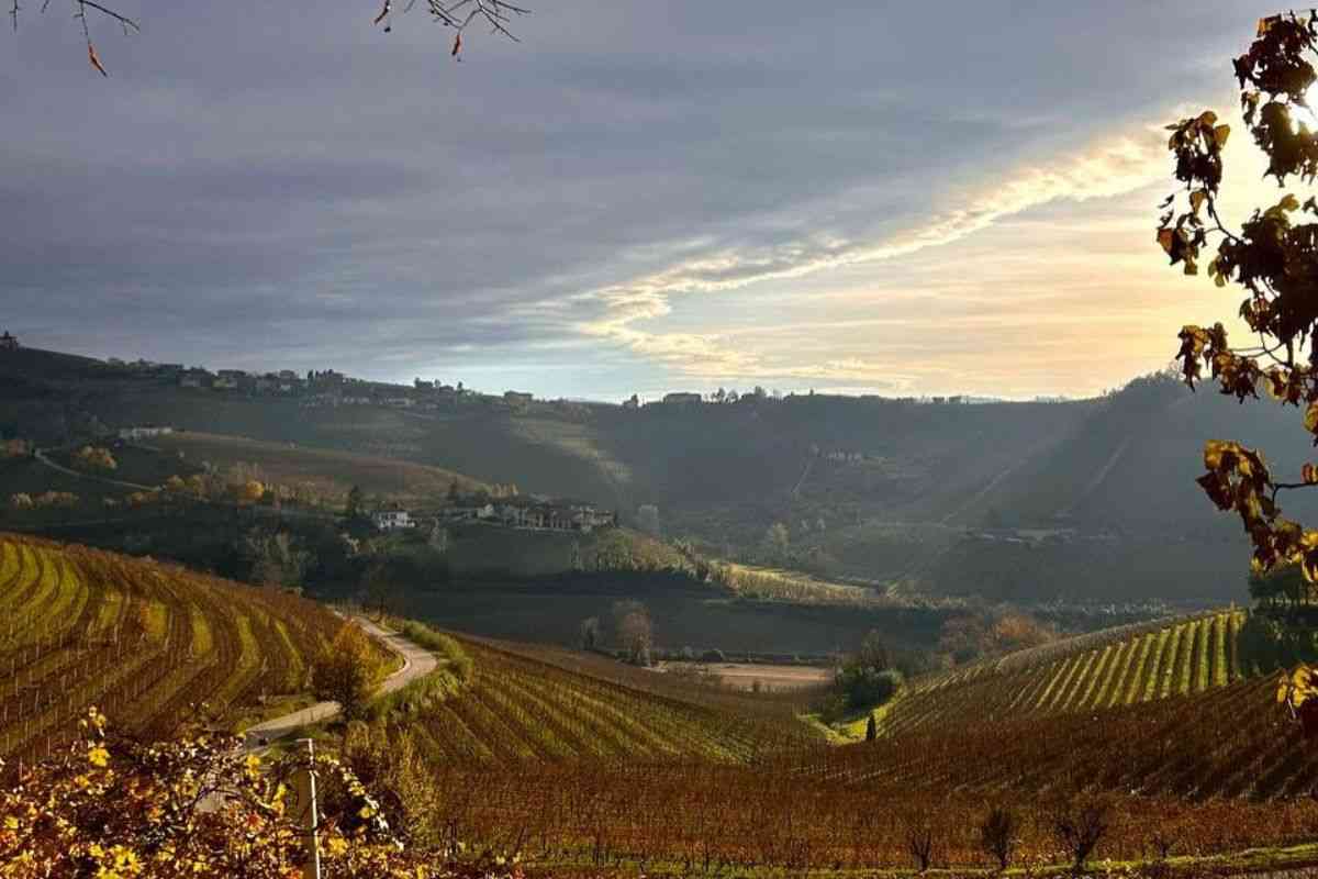 vigneto barbaresco