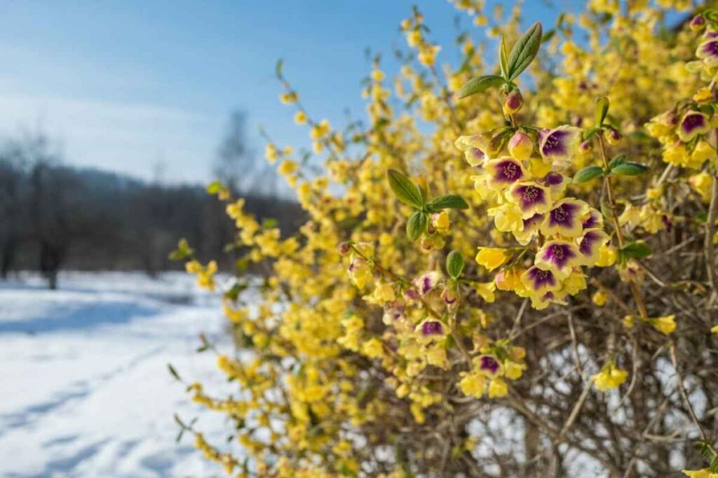 Coltivare il calicanto: fiori invernali per il tuo giardino e i tuoi vasi