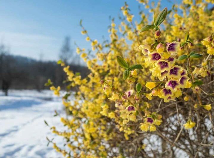 Coltivare il calicanto: fiori invernali per il tuo giardino e i tuoi vasi