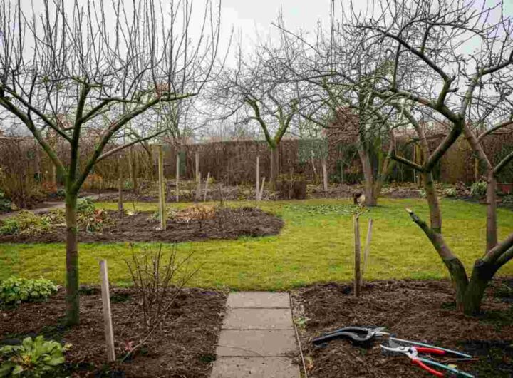 Guida alla potatura di febbraio: cosa potare e cosa evitare tra piante e alberi da frutto