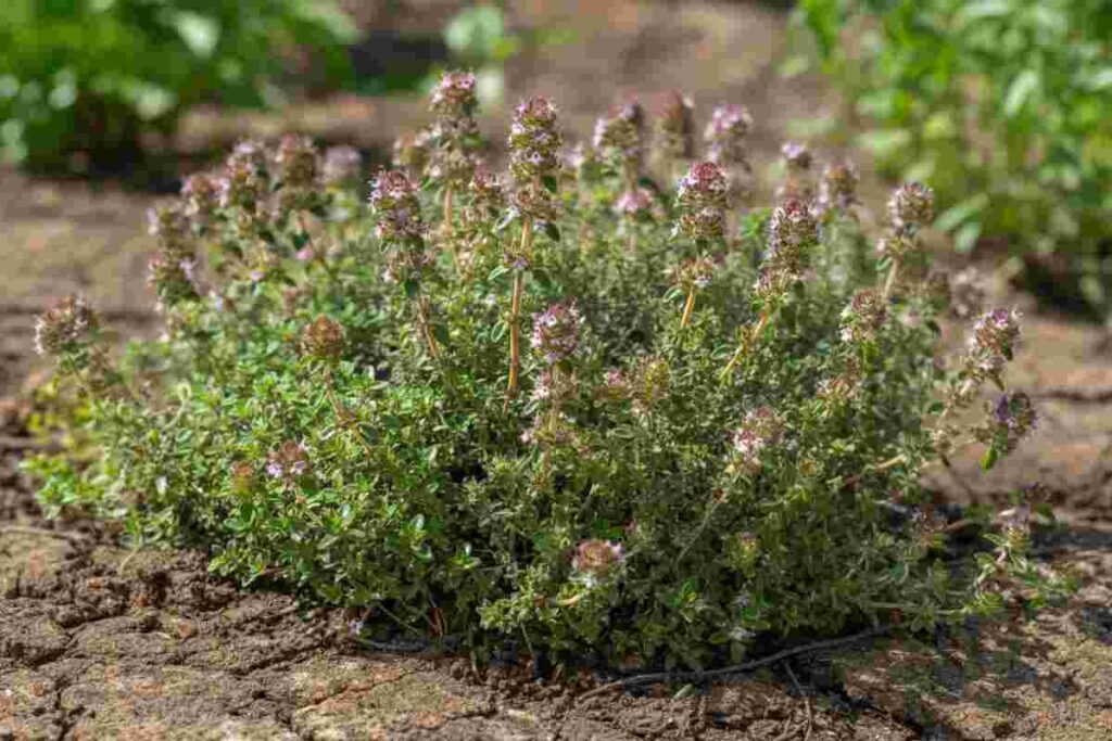 Scopri il segreto per coltivare il timo: la pianta aromatica ideale per il tuo giardino