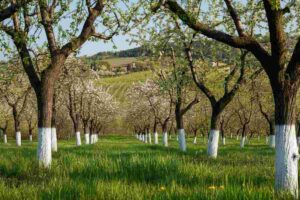 Calcinazione: i pro e i contro di dipingere i tronchi degli alberi di bianco